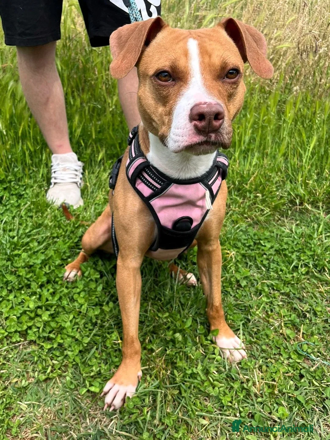 Meticcio cani in regalo: ANDROMACA PIT - Annuncio 1