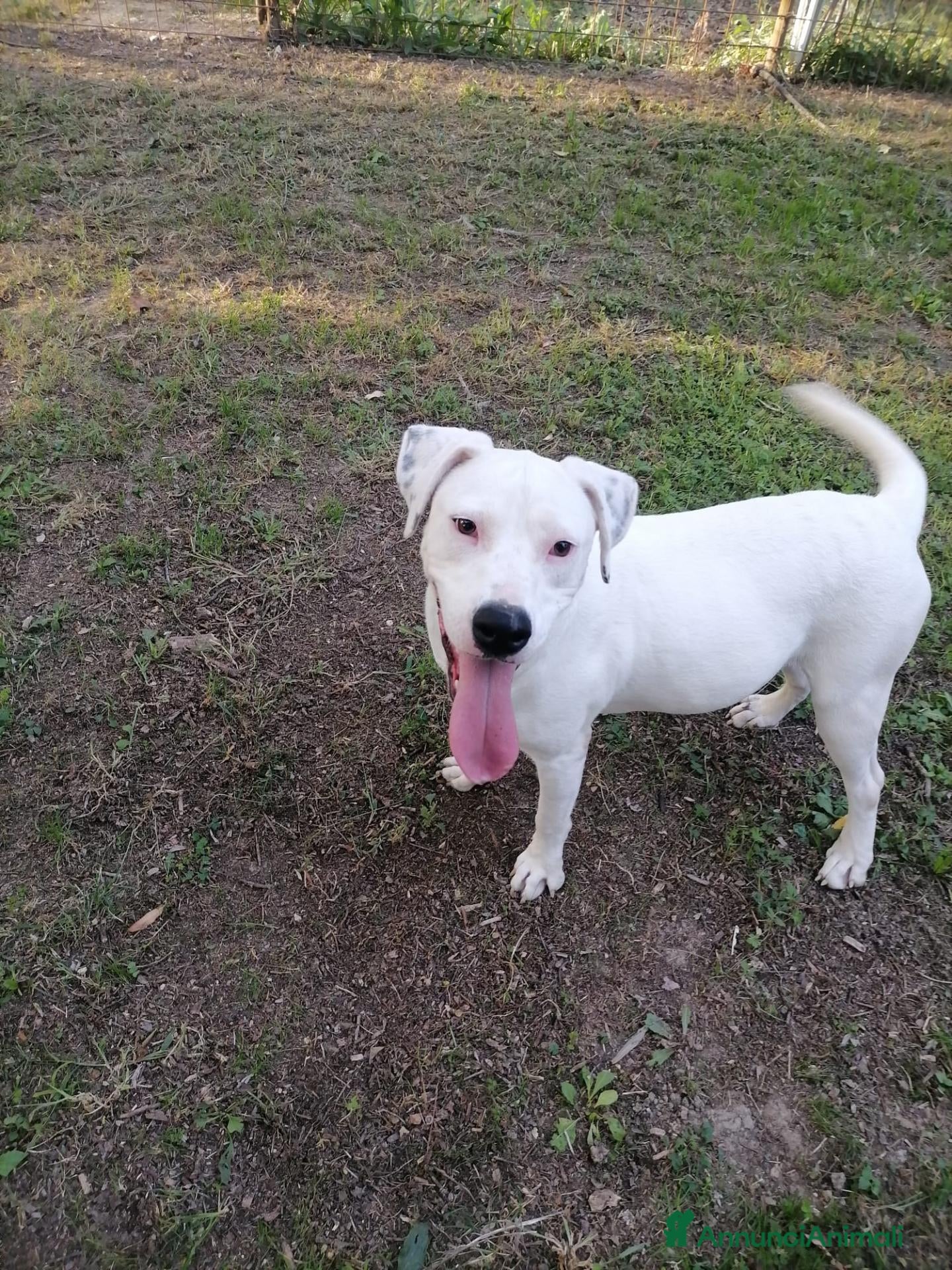 Labrador cani Lucia cucciola simil Pitt Bull in Canile a Rovigo - Annuncio 21