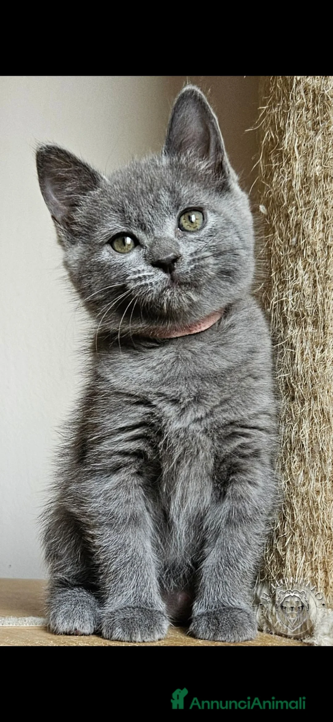 Certosino gatti in vendita: cuccioli di razza certosino  - Annuncio 2