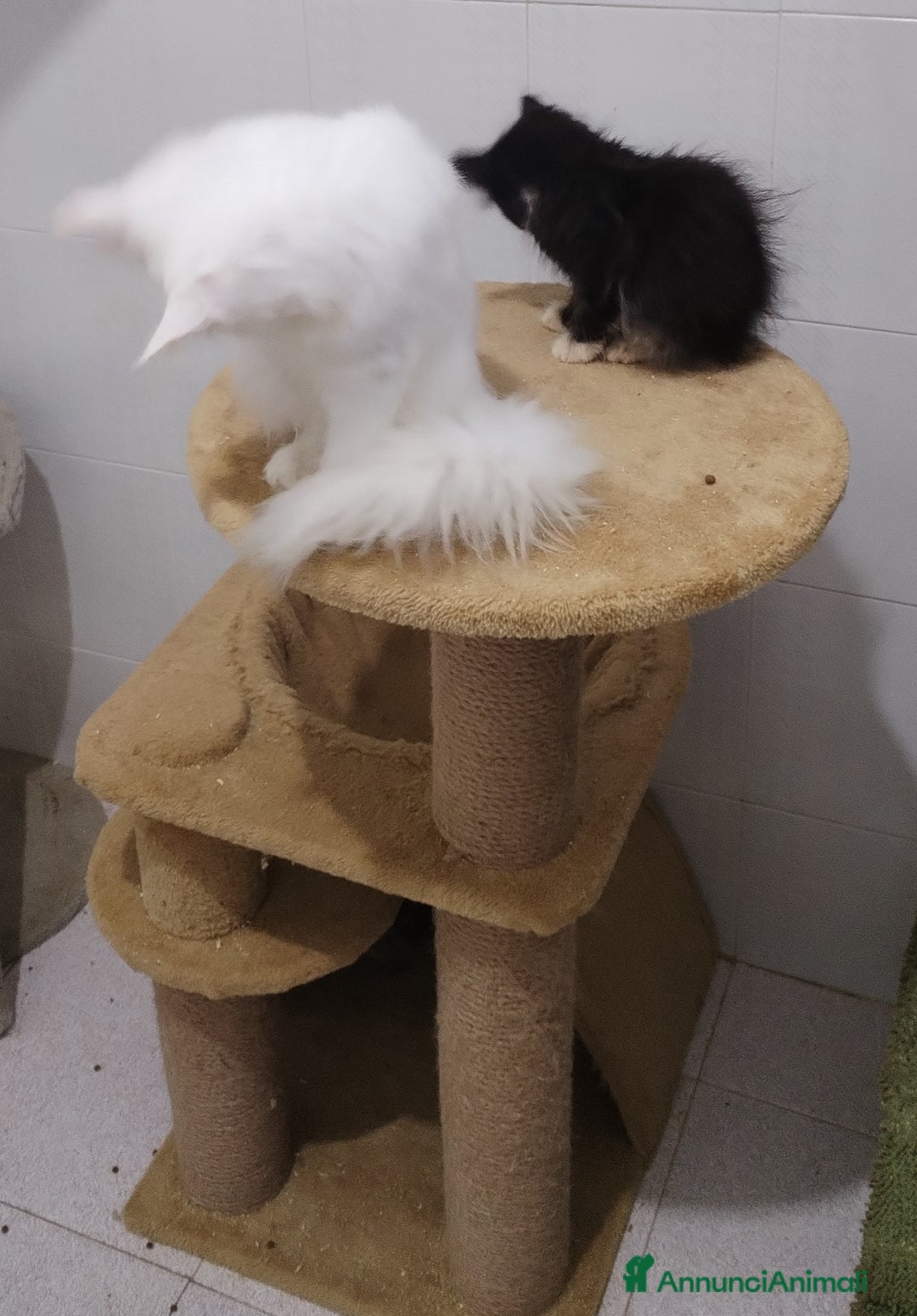 Maine Coon gatti in vendita: Maine coon  - Annuncio 4