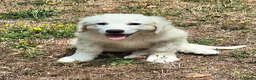 Pastore Abbruzzese Maremmano cani in vendita: Cucciolo di Pastore Maremmano-Abruzzese Maschio - Annuncio 11