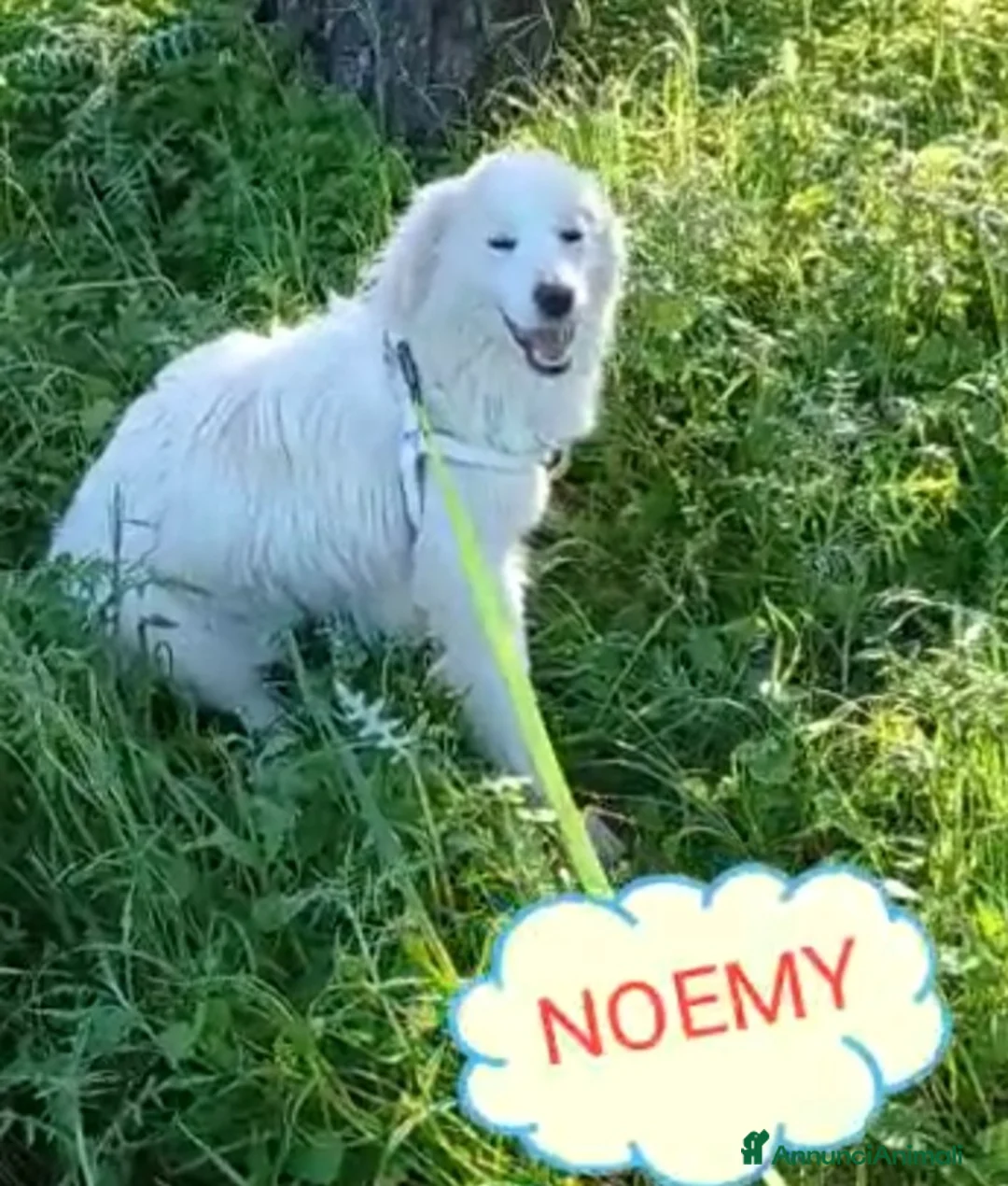 Meticcio cani in regalo: Fratello/sorella 4anni tg media bellissimi CALABRI - Annuncio 7