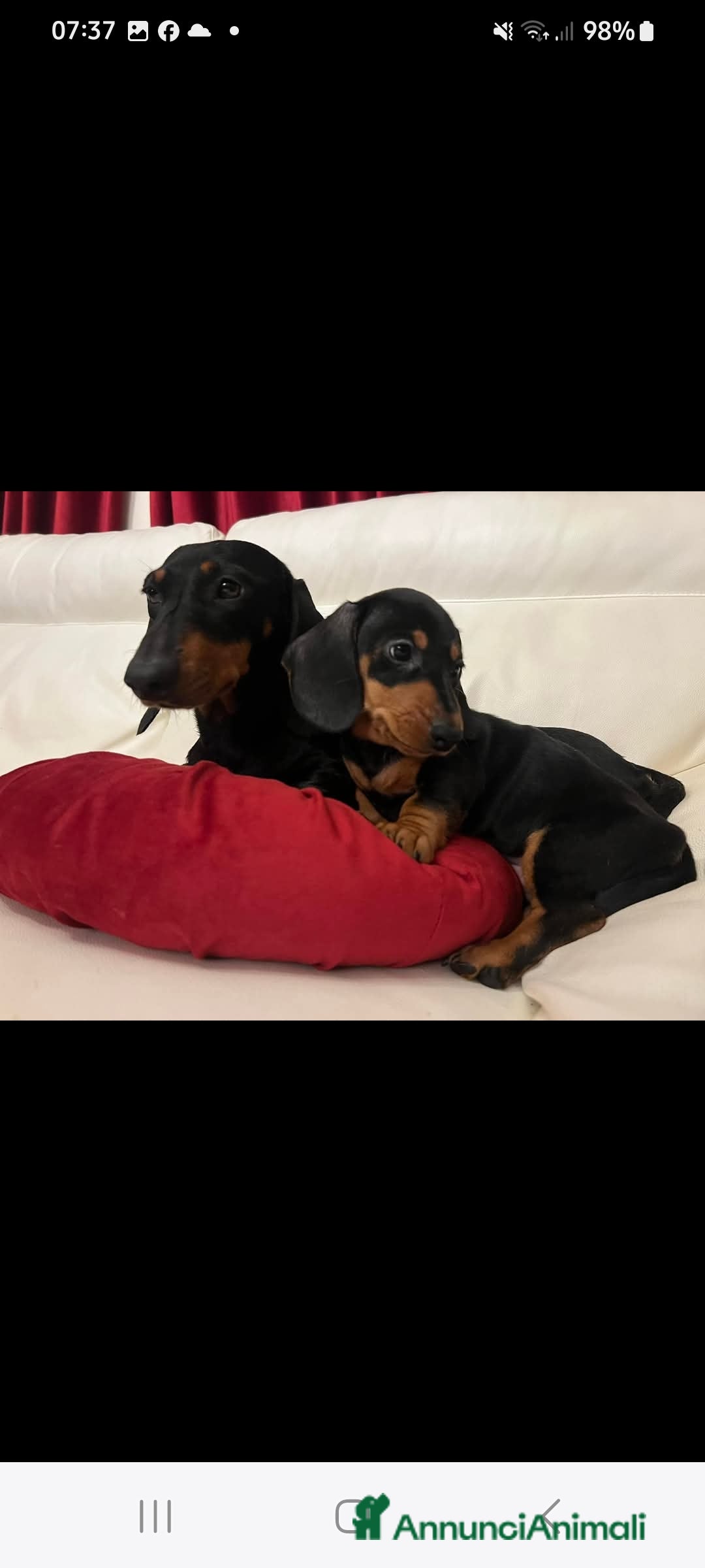 Bassotto cani Bassotti  - Annuncio 6