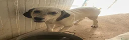 Meticcio cani in regalo: SIMPATICHE SORELLINE DI DUE MESI E MEZZO - Annuncio 6