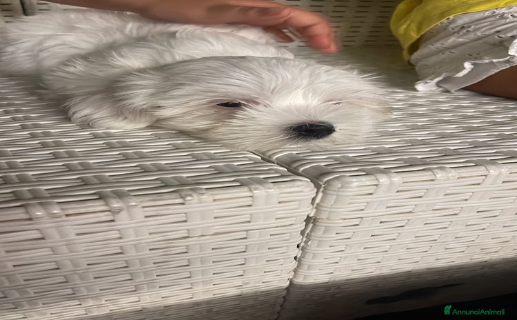 Maltese cani a Città Metropolitana di Napoli - Annuncio 3