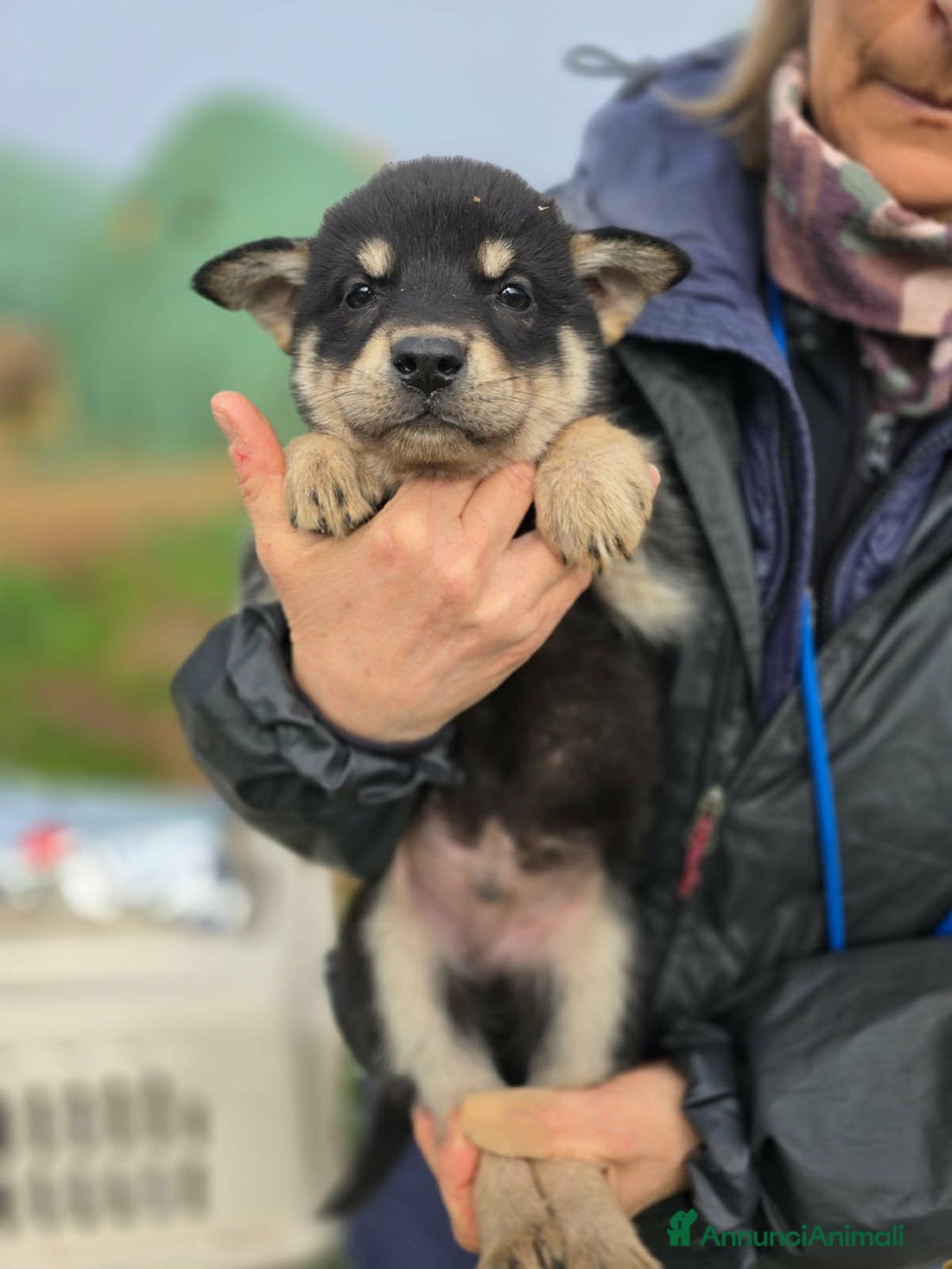 Meticcio cani in regalo: Milo meraviglioso cucciolo in adozione  - Annuncio 2