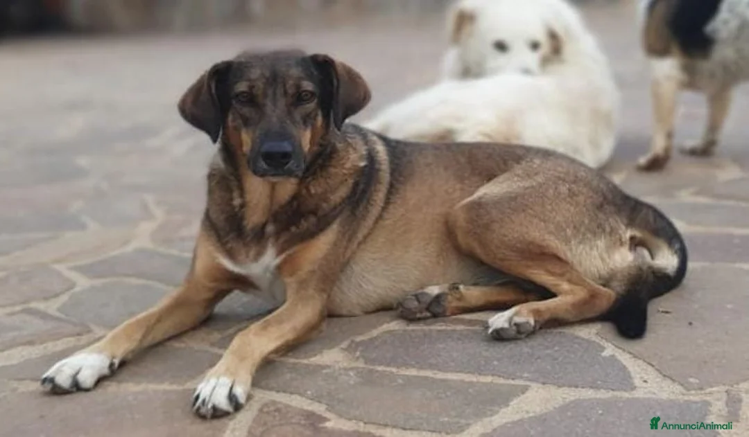 Meticcio cani in regalo: MINA,una vita difficile da raccontare a Pomezia - Annuncio 7