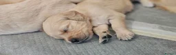 Golden Retriever cani in vendita: SPLENDIDI CUCCIOLI GOLDEN RETRIEVER  - Annuncio 12