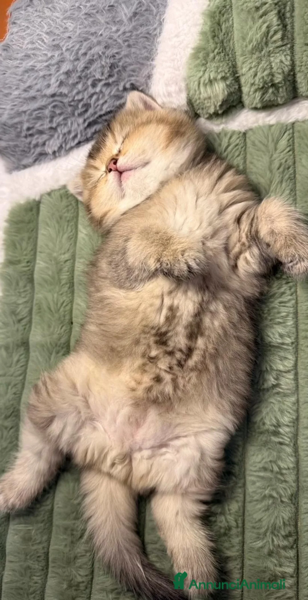 British gatti in vendita: Cuccioli di british shorthair golden - Annuncio 8