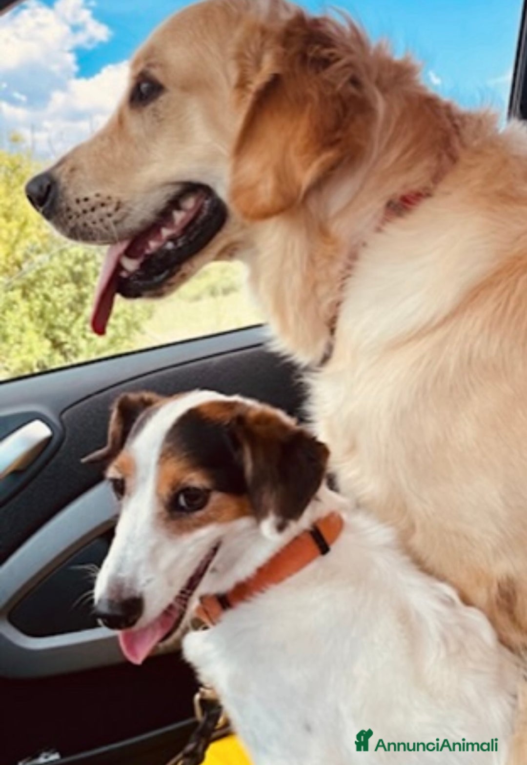 Golden Retriever cani in vendita: Golden retraiver a Città metropolitana di Roma Capitale - Immagine 11