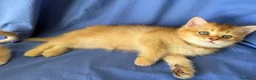 Scottish gatti in vendita: Splendidi cuccioli Scottish Fold e Straight - Annuncio 6