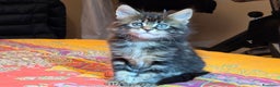 Maine Coon gatti in vendita: Vendo Cuccioli di Maine Coon - Annuncio 32