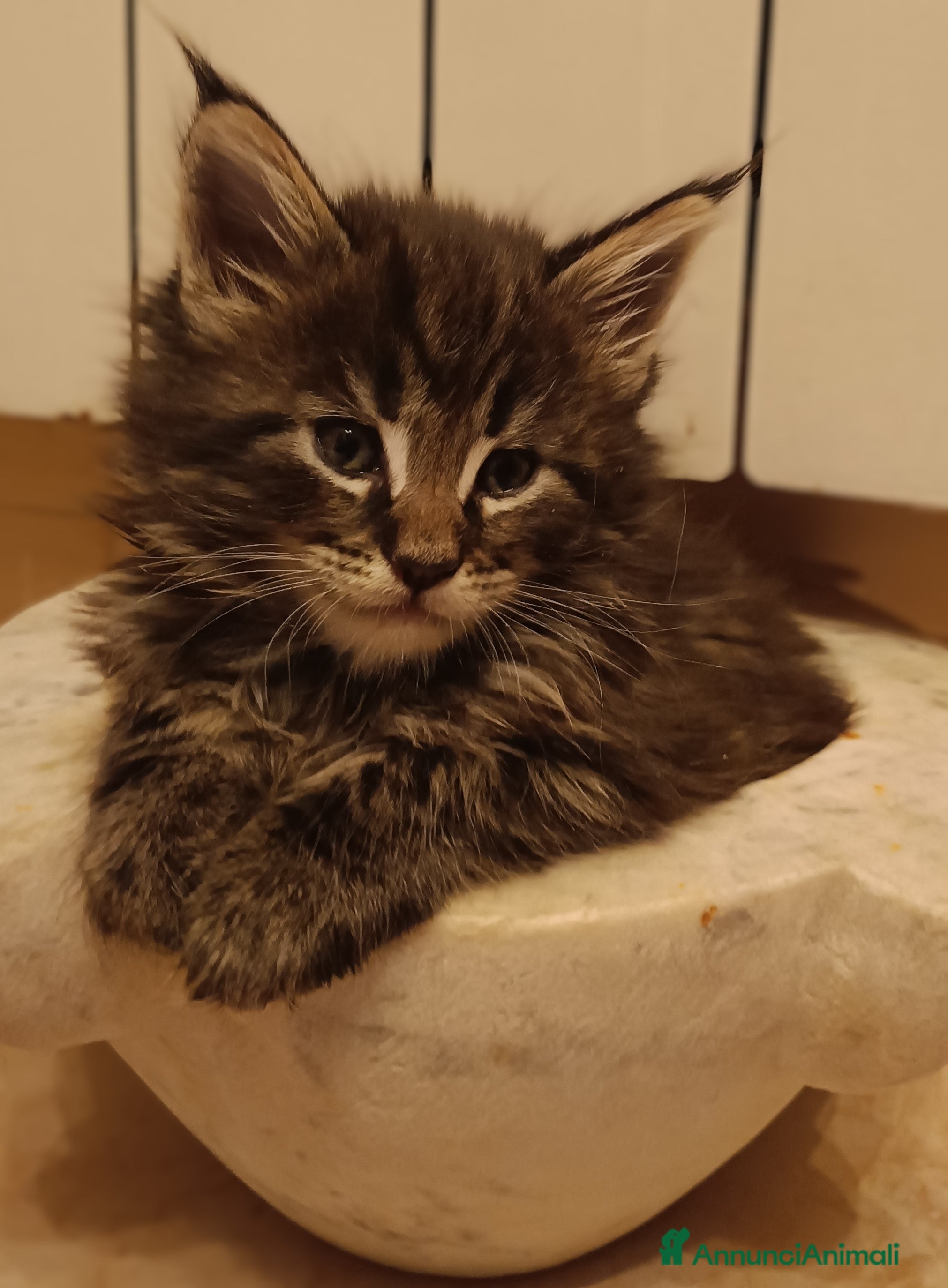 Maine Coon gatti Disponibili splendidi cuccioli di Maine Coon - Annuncio 2