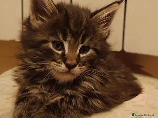 Maine Coon gatti Disponibili splendidi cuccioli di Maine Coon - Annuncio 2