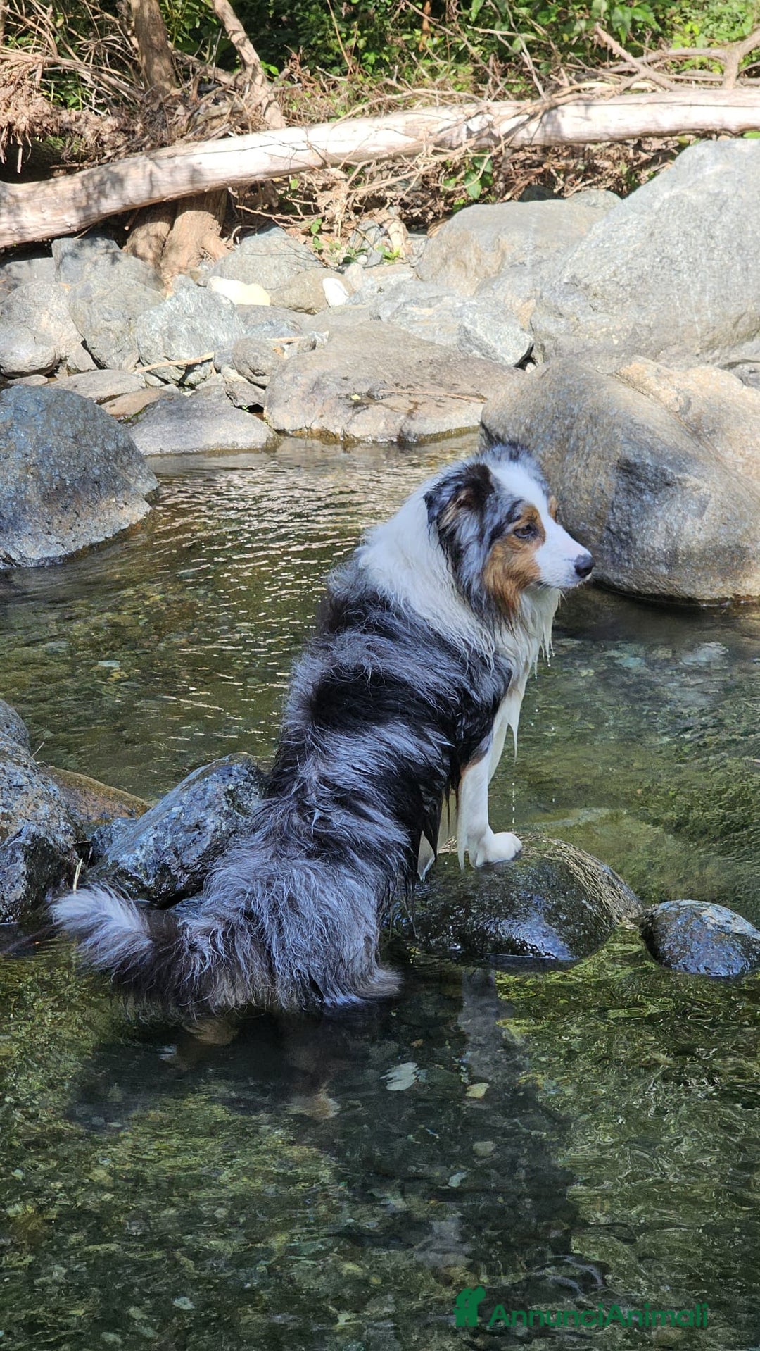 Australian Shepherd cani per accoppiamento: X Monta - Pastore Australiano Blue Merle Pedigree - Immagine 7