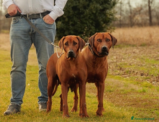 Rhodesian Ridgeback cani Cuccioli di Rhodesian Ridgeback  - Annuncio 1