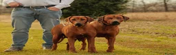 Rhodesian Ridgeback cani in vendita: Cuccioli di Rhodesian Ridgeback  - Annuncio 1