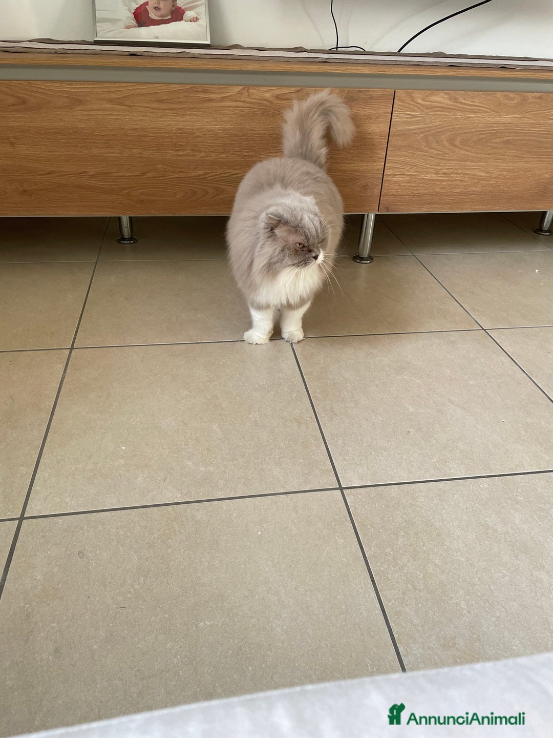 Scottish gatti in regalo: Gatti scottish - Annuncio 3