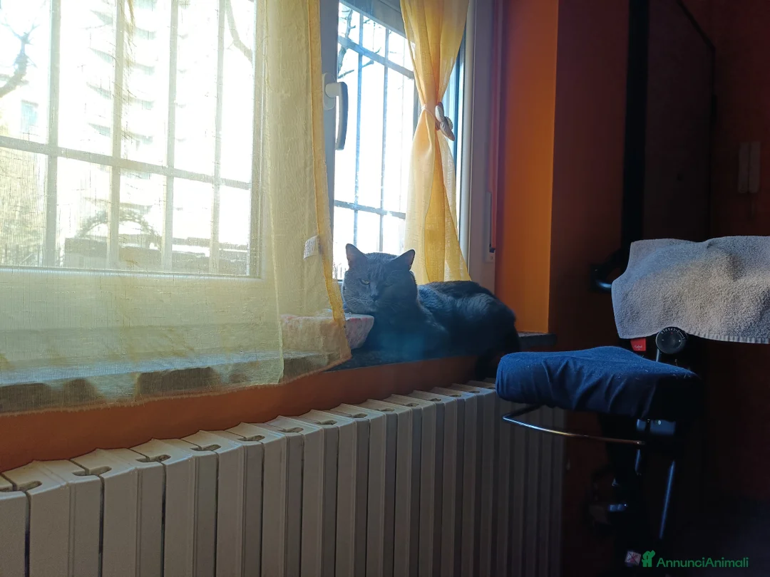 Certosino gatti per accoppiamento: STALLONE GATTO CERTOSINO X MONTA - Annuncio 12