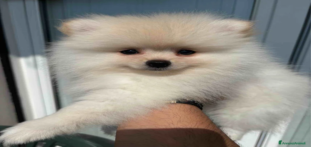 Immagine della galleria {{count}}