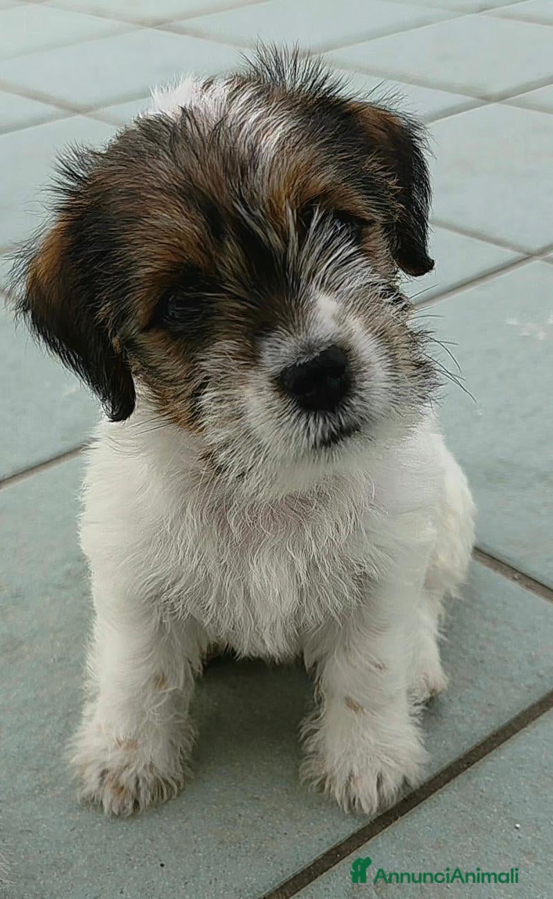 Jack Russell cani in vendita: Cuccioli Jack Russell broken/ruvidi con pedigree - Annuncio 2