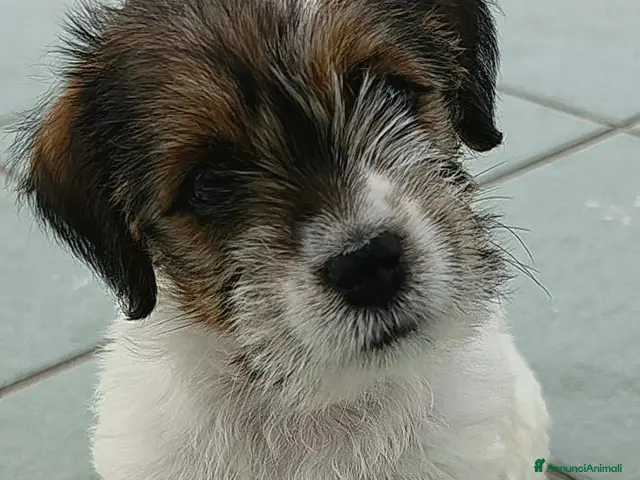 Jack Russell cani in vendita: Cuccioli Jack Russell broken/ruvidi con pedigree - Annuncio 2