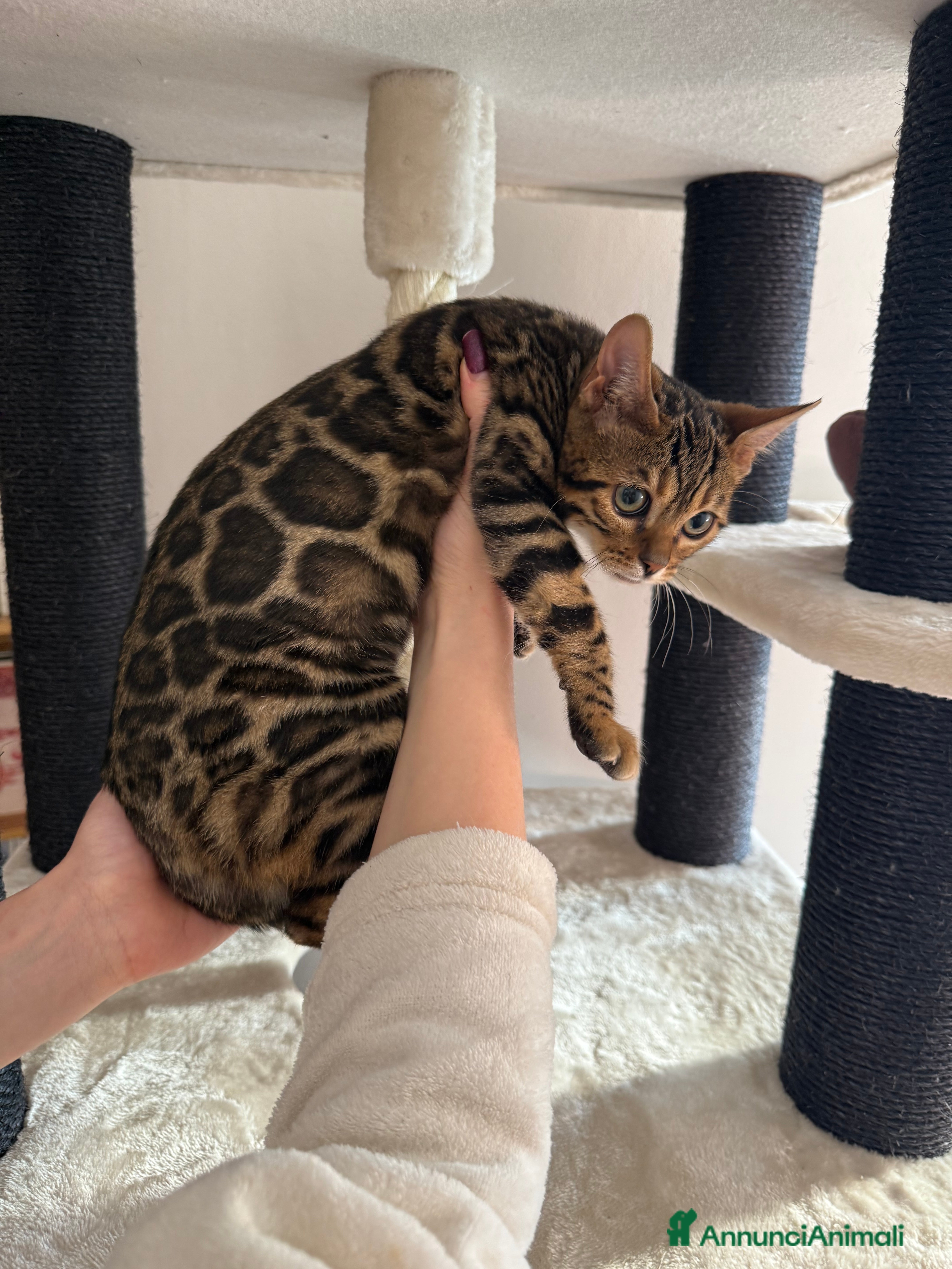 Bengala gatti Gattina bengala brown spotted tabby  - Annuncio 17