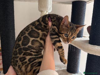 Bengala gatti Gattina bengala brown spotted tabby - Annuncio 17