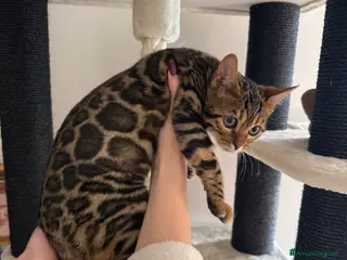 Bengala gatti Gattina bengala brown spotted tabby - Annuncio 31