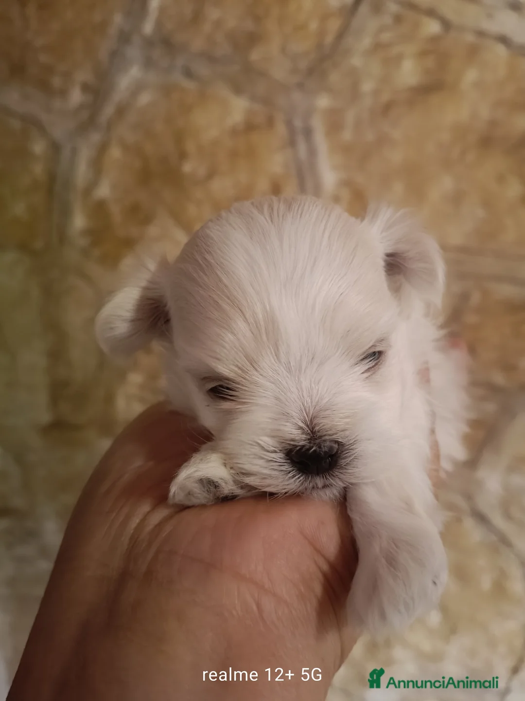 Maltese cani in vendita: Maltese - Annuncio 3