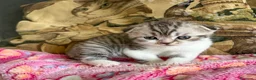 Scottish gatti in vendita: Cuccioli Scottish Fold e Straight con Pedigree - Annuncio 37