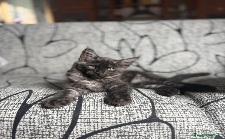 Maine Coon gatti a Città metropolitana di Roma Capitale - Annuncio 7