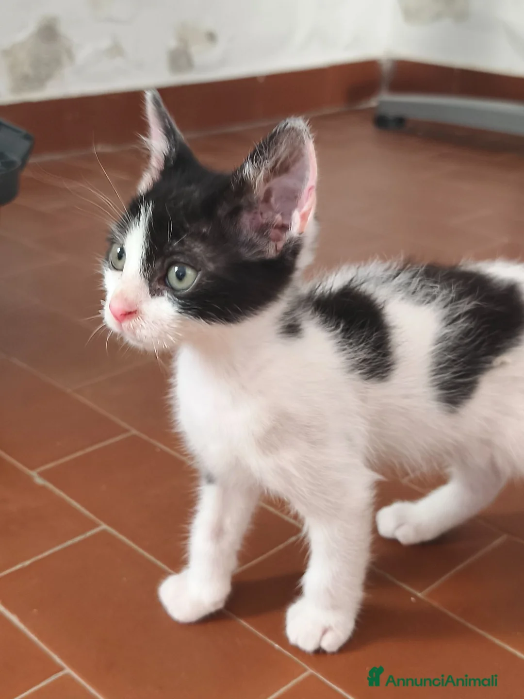 Meticcio gatti in regalo: Iris, bellissima - Annuncio 2
