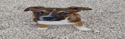 Meticcio cani in regalo: DOLCE MIX MOLOSSINO - Annuncio 1