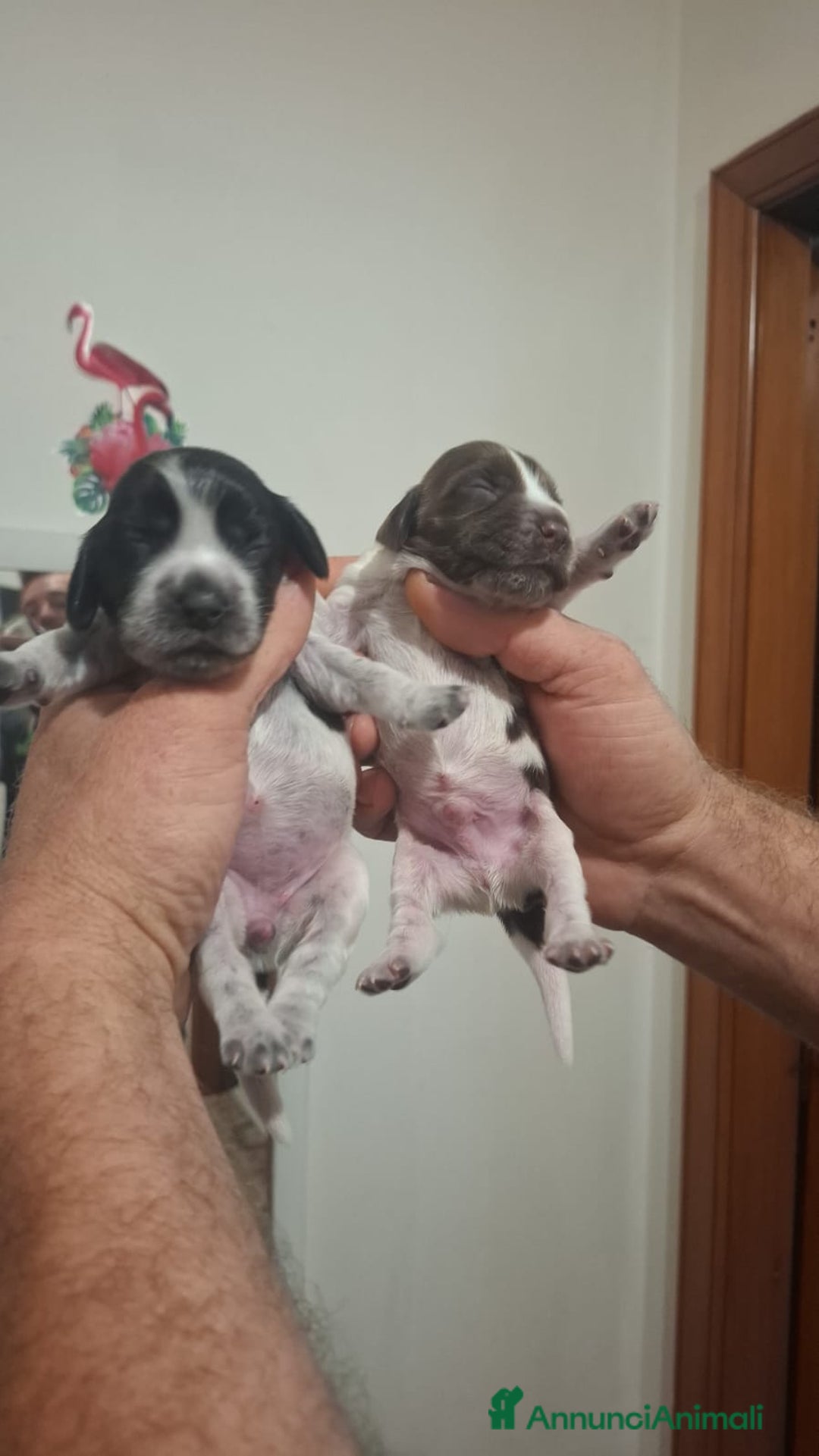 Cocker cani in vendita: Cuccioli di cocker spaniel  - Annuncio 1