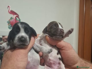 Cocker cani Cuccioli di cocker spaniel - Annuncio 34