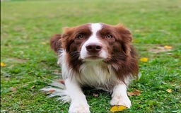 Border Collie cani per accoppiamento: Border collie per monta a Provincia di Ravenna - Immagine 3