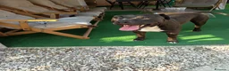 American Staffordshire cani in regalo: Regalo Amstaff Maschio 2 anni  - Annuncio 2