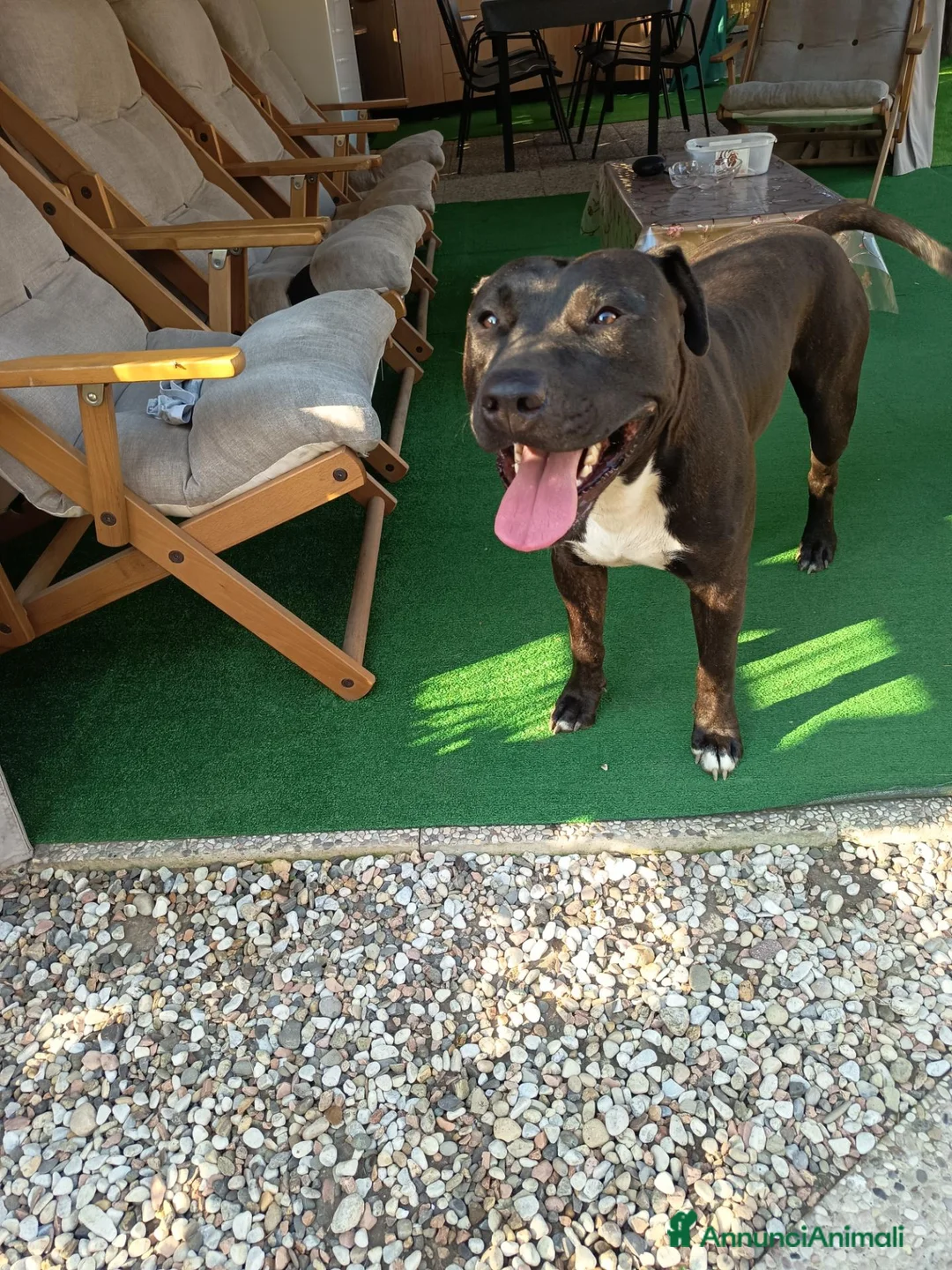 American Staffordshire cani in regalo: Regalo Amstaff Maschio 2 anni  - Annuncio 2