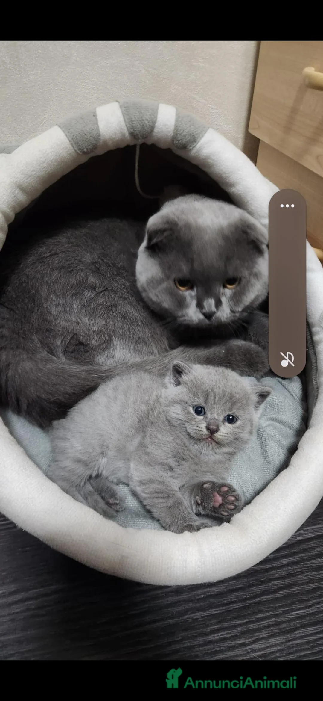 Scottish gatti in vendita: Scotish fold straight  a Città Metropolitana di Venezia - Annuncio 9