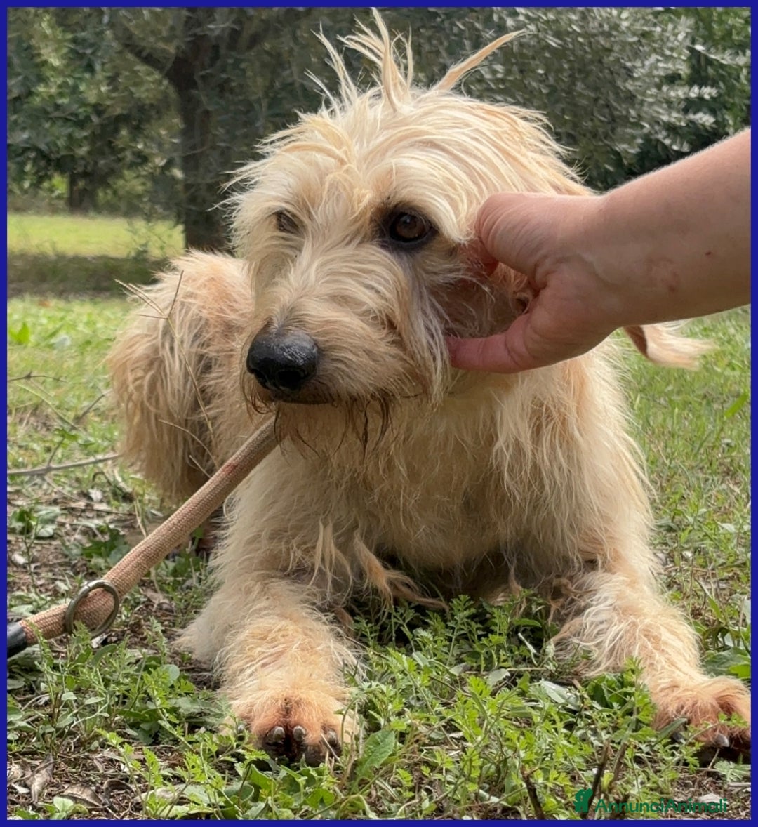 Spinone cani in regalo: GIACOMO, 4 ANNI, E' PRONTO PER UNA FAMIGLIA TUTTA  - Annuncio 8