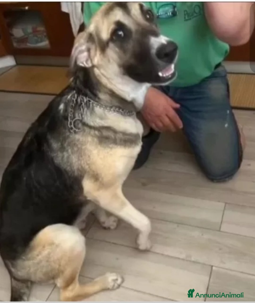 Meticcio cani in regalo: Pastorina 1anno A BREVE IN CANILE! SOS VENEZIA - Annuncio 7