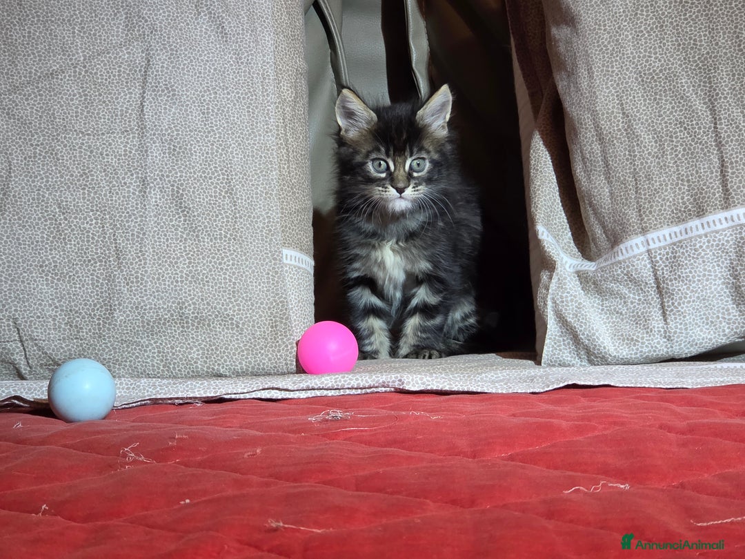 Maine Coon gatti in vendita: Vendo Cuccioli di Maine Coon - Annuncio 12
