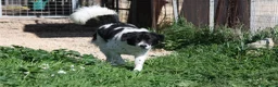 Meticcio cani in regalo: Panda in adozione - Annuncio 4