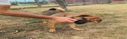 Shar Pei cani in regalo: Sharpone - Annuncio 8