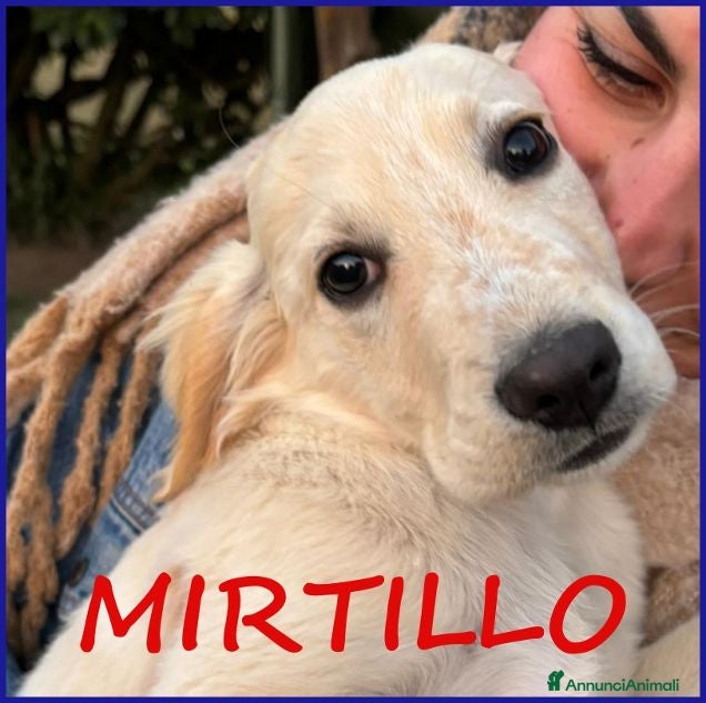 Meticcio cani MIRTILLO dolcissimo cucciolino - Annuncio 2