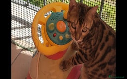 Bengala gatti in vendita: Gatto del Bengala età 1 anno  - Immagine 4