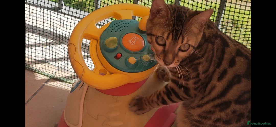 Bengala gatti in vendita: Gatto del Bengala età 1 anno  - Annuncio 4
