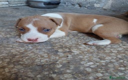Pitbull cani in vendita: Cuccioli pitbull terrier a Provincia di Foggia - Immagine 5