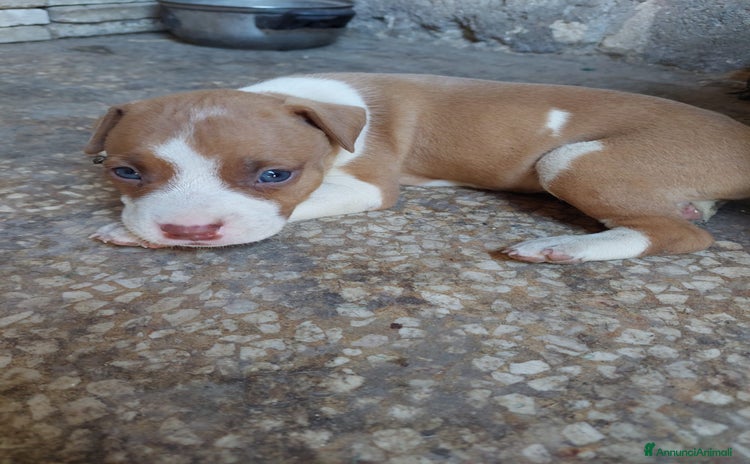 Pitbull cani a Provincia di Foggia - Annuncio 13